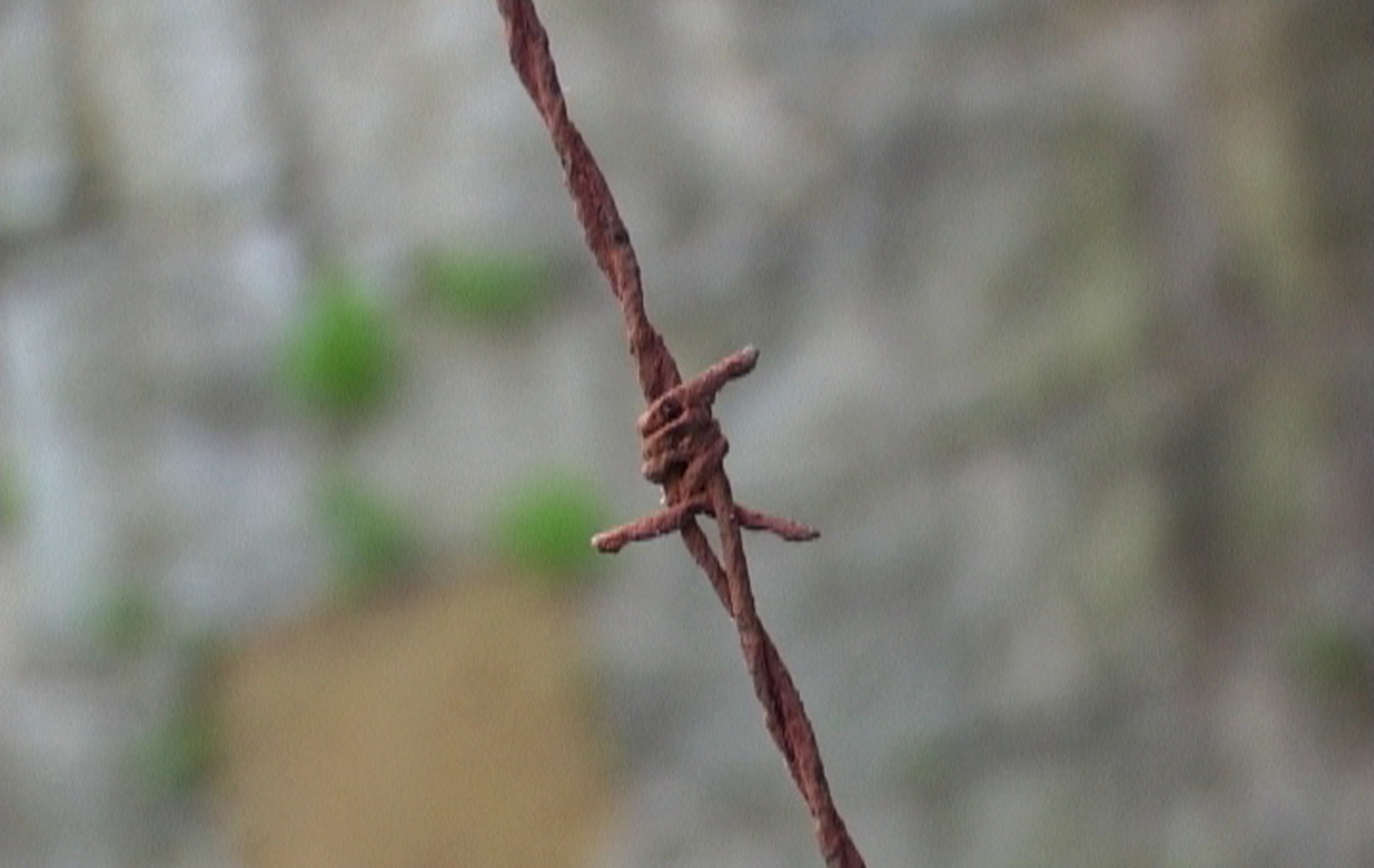 Notes al peu, a detail of barbed wire